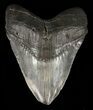 Large, Fossil Megalodon Tooth - Feeding Damaged Tip #60492-1